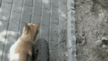 Cat Hit And Run GIF - Cat Hit And Run Funny GIFs