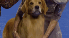 golden retriever behave staring dog breed