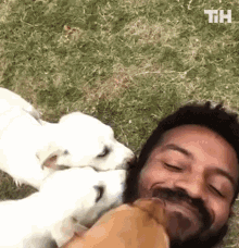 Dog This Is Happening GIF - Dog This Is Happening Pets GIFs