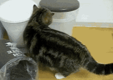 Cats Funny GIF - Cats Funny Cat GIFs