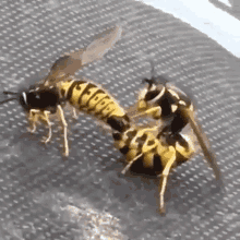 Wasp Sex GIF - Wasp Sex Humping GIFs