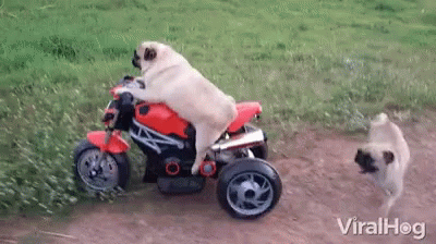 pug riding a 3-wheeler being pushed over by another pug