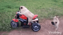 crash push over pug funny animals motorcycle accident