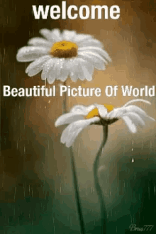Flowers Welcome GIF - Flowers Welcome Beautiful Picture Of World GIFs