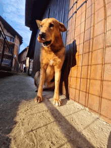 a brown dog is laying down on the ground in front of a fence