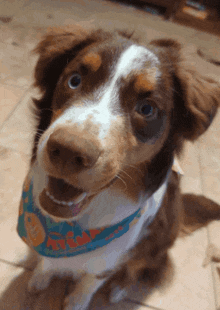 a brown and white dog wearing a bandana that says ' hawaii ' on it