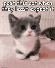 Post This Cat GIF - Post This Cat When They GIFs