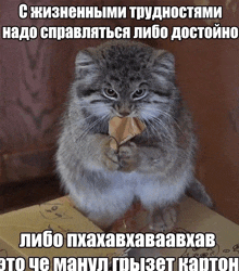 a cat eating a piece of cardboard with a caption in a foreign language