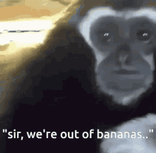Gibbon Mingler GIF - Gibbon Mingler Monkey GIFs