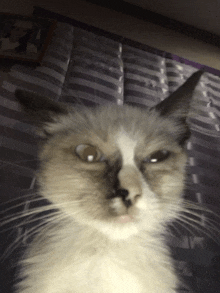 a close up of a cat 's face looking at the camera