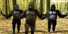 Dance Gorilla GIF - Dance Gorilla GIFs