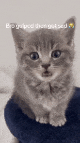 Kitty Kitten GIF - Kitty Kitten Gulp GIFs