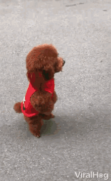 Walking Dog GIF - Walking Dog Disguise GIFs