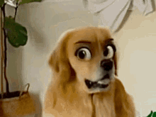 Funny Dog GIF - Funny Dog Face GIFs
