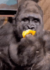 Gorila Gorilla GIF - Gorila Gorilla Shocked GIFs