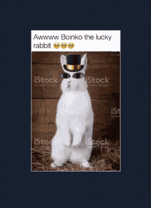 Boinko The GIF - Boinko The Lucky GIFs