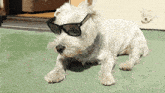 Dog Westy GIF - Dog Westy Westie GIFs