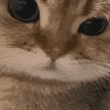 Cat Rar GIF - Cat Rar Twitch GIFs