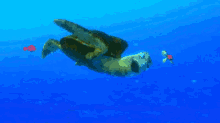 A GIF - Finding Nemo Turtle Crush GIFs