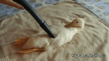 Vacuuming My Duck, Nbd GIF - Birds Ducks Pets GIFs