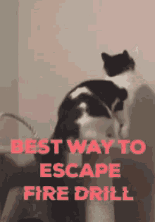 Funny Animals Cat GIF - Funny Animals Cat Escape GIFs