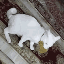 a white cat is laying on a rug with a yellow object in its mouth