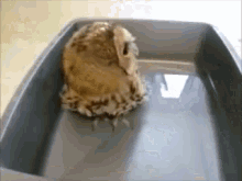 I Guess You Could Call This...  A Moist Owlet. GIF - Owl Swim Water GIFs