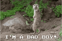Meerkat Bad Boy GIF - Meerkat Bad Boy Pee GIFs