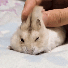 Hamster Stroking Hamster Being Petted GIF