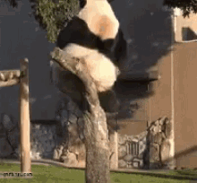 Panda Fall GIF