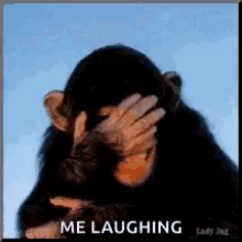 Laughing Chimp GIF - Laughing Chimp Giggle GIFs