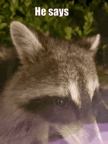 Rocket Raccoon Rocket GIF - Rocket Raccoon Rocket Raccoon GIFs