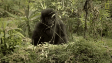 Out Of My Way Mountain Gorillas Survival Dian Fosseys Legacy Lives On GIF - Out Of My Way Mountain Gorillas Survival Dian Fosseys Legacy Lives On Short Film Showcase GIFs