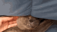 That'S The Stuff GIF - Cats Scratch Pet GIFs