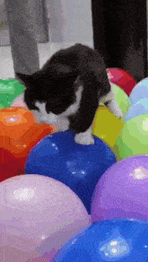 Cat Balloon GIF - Cat Balloon Shaking GIFs