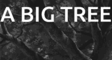 Black And White Big Tree GIF - Black And White Big Tree Studio Ghibli GIFs