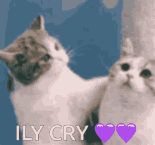 Ily Cry Cat Ily Cry GIF - Ily Cry Cat Ily Cry GIFs