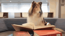 Dog Book GIF - Dog Book Study GIFs