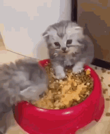 Cat Cat Eat GIF - Cat Cat Eat Eat GIFs