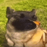 a close up of a dog eating a piece of food in the grass