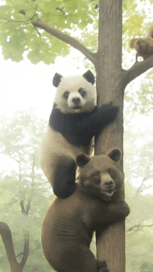 a panda bear and a brown bear are climbing a tree together