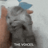 Cat Scream Cat Screaming GIF - Cat Scream Cat Screaming Screaming Cat GIFs