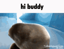 Buddy Niko GIF - Buddy Niko Seal GIFs