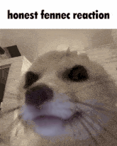 Fennec Reaction GIF