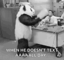 angry panda mascot mad seccato