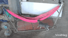 A Cat Jumps Into A Hammock Viralhog GIF - A Cat Jumps Into A Hammock Cat Viralhog GIFs