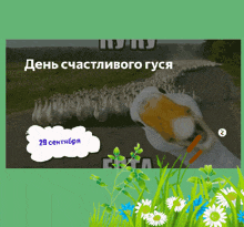 a bunch of ducks are walking down a road and the date is 29 september