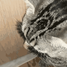 8wrae Cat GIF - 8wrae Cat Eyelashes GIFs