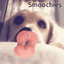Dog Kisses Golden Retriever GIF