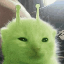 a close up of a green kitten with a shrek costume on .